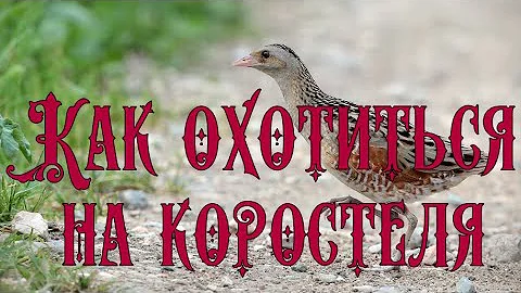 Как охотиться на коростеля со спаниелем?