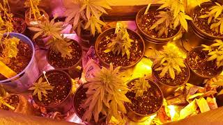 Breeding canna day one