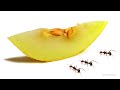 Ants vs Melon Time-Lapse