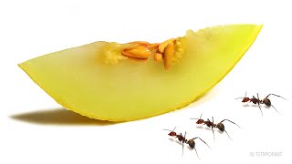 Ants Vs Melon Time-Lapse