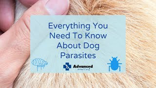 Everything You Need To Know About Dog Parasites