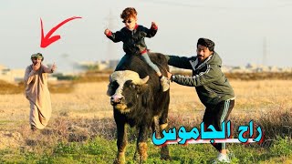 كنان صعد على الجاموس 🐃| ركض ورانه الراعي#ههههه😂