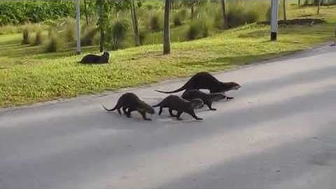 Otter family crossing over to the Big pond at Bishan Ang Mo Kio Park to fish