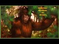 Monsters mysteries or myth 1974 bigfoot and other creatures are hunted for are they real