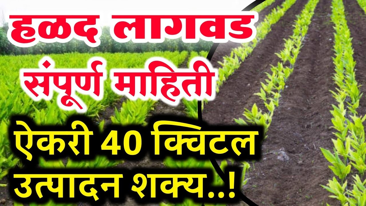 हळद लागवड संपूर्ण माहिती / Halad lagavad sampurn mahiti
