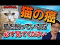 【猫の癌】ガンと診断されたらどうなる?治療は??準備は???~現役獣医さんが解説!~
