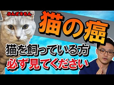 【猫の癌】ガンと診断されたらどうなる？治療は？？準備は？？？～現役獣医さんが解説！～