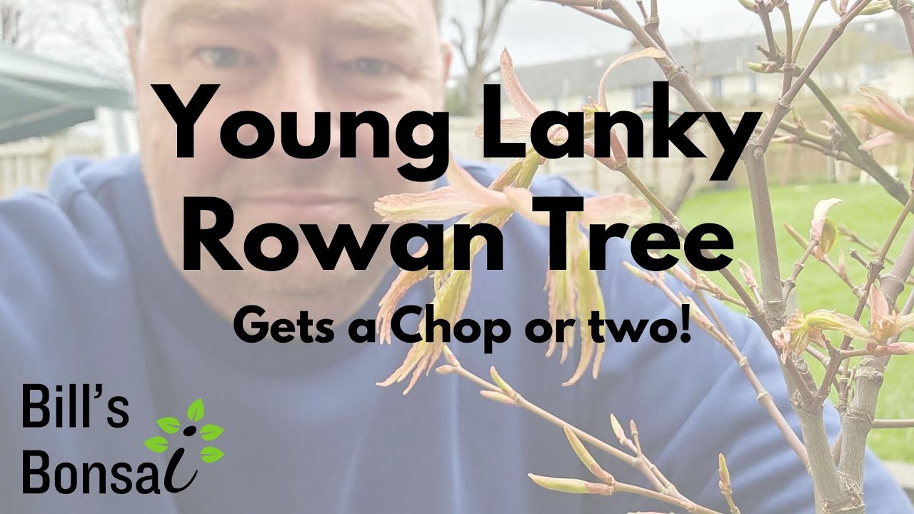 4 Year Old Rowan Tree Gets Chopped | Bonsai | Mountain Ash | Twin Trunk ...