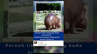 Beginilah Dahsyatnya Kentut Kuda Nil