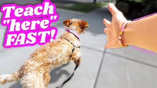 HOW TO: Teach your Dog Come Here  EVERY TIME!