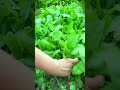 easy way to produce lettuce in a small area that can be harvested quickly #shorts