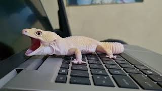 Cute Yawning of Leopard Gecko