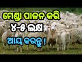 Sheep farming  e farming odisha goat  e farming odisha sheep farm  e farming odia  goat farming