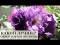 Сейте самые красивые сорта! / 6 сортов эустомы от разных российских агрофирм