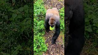 Taking His Watermelon For A Walk! #Gorilla #Watermelon