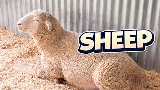 Sheep at Lone Pine Koala Sanctaury | Australia