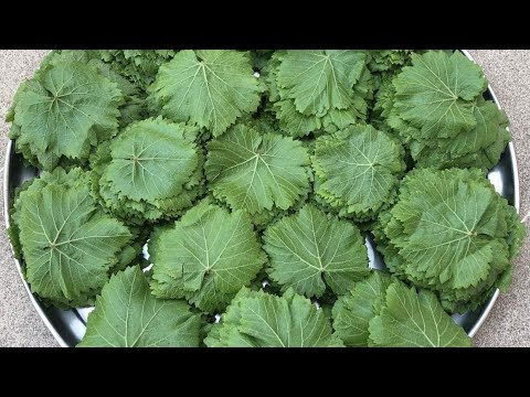 ÜZÜM YARPAĞININ 3 FƏRQLİ ÜSULLA QIŞA SAXLANMASI 🍇