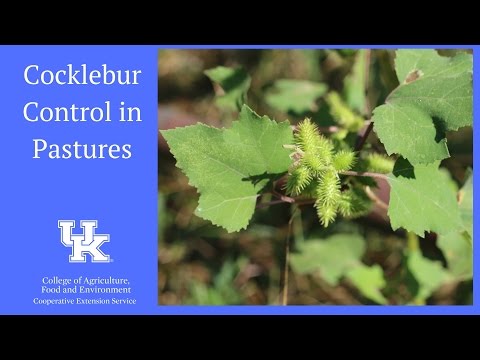 Wideo: Kontrolowanie chwastów Cocklebur: Naucz się zabijać rośliny Cocklebur