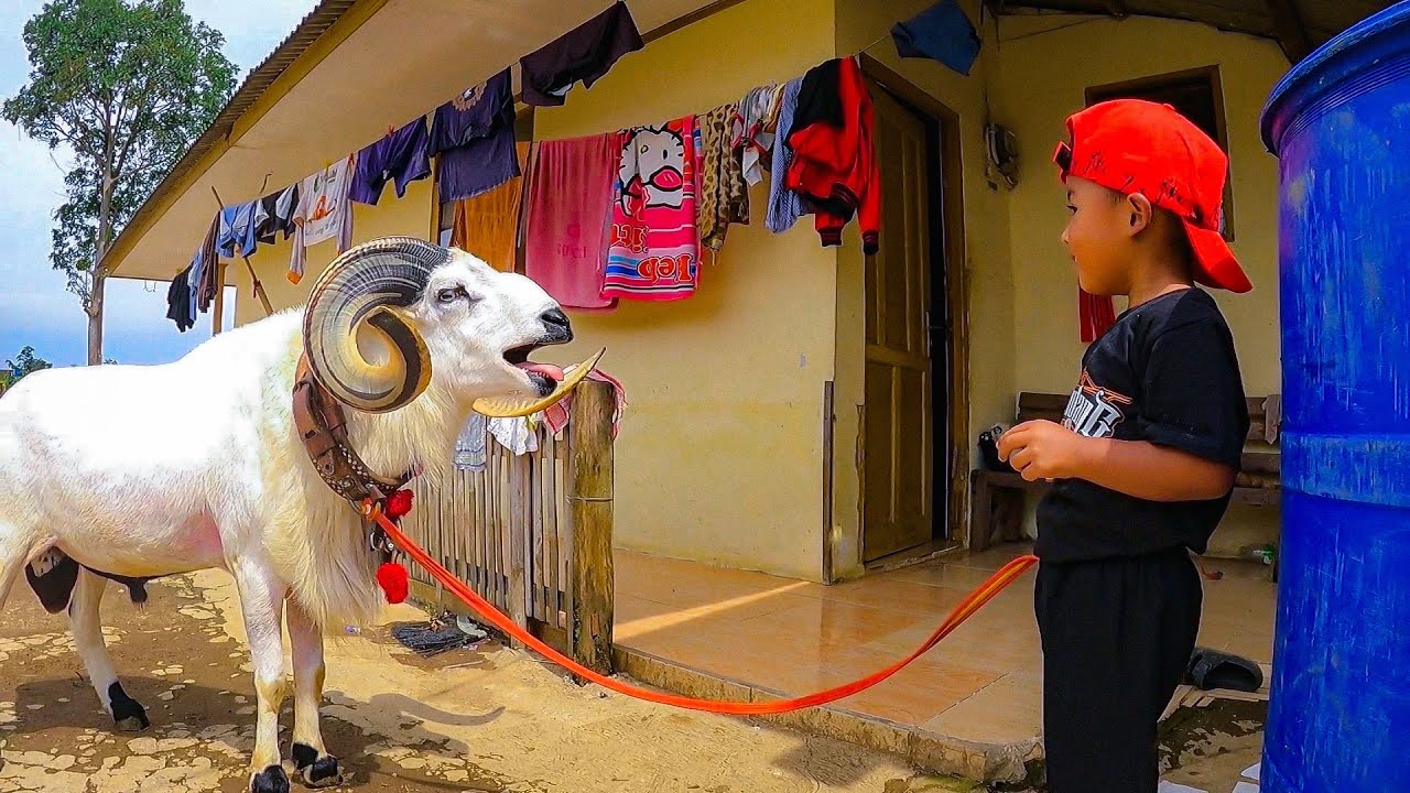 Domba Garut Diajak Ngobrol😅, Menggemaskan ~ Fun With Sheep