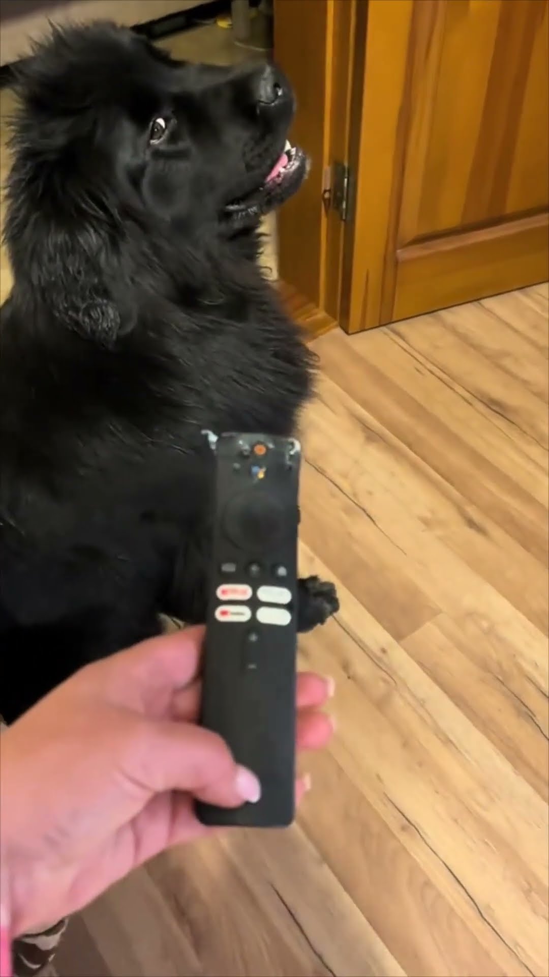 Guilty Newfoundland Dog Stares Innocently After Chewing the Remote