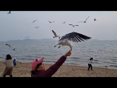 엄마와 갈매기ㅣ강화 <strong>동막해수욕장</strong>