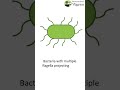 Classification of bacteria on the basis of flagella #shorts #short #bacteria #microbiology #medical