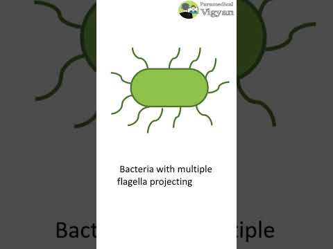 Video: Mis on flagella mikrobioloogias?