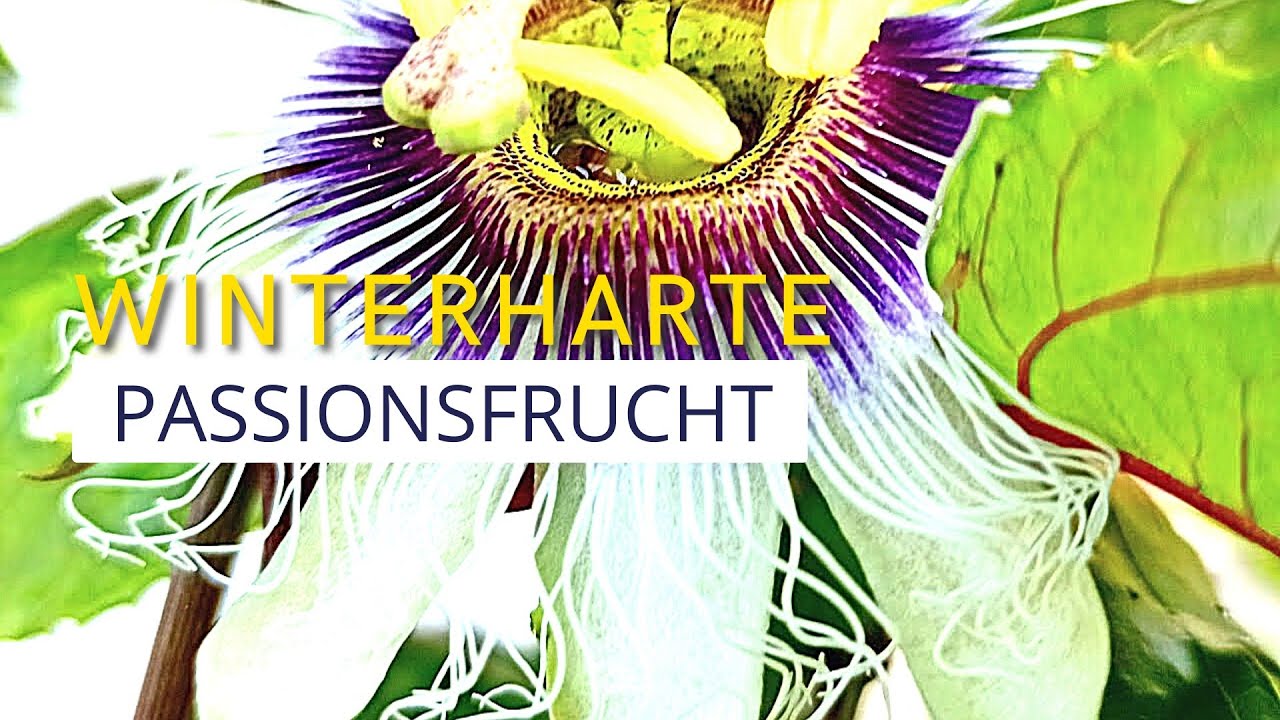 Winterharte Maracuja? Die Wahrheit über Passiflora colvillii