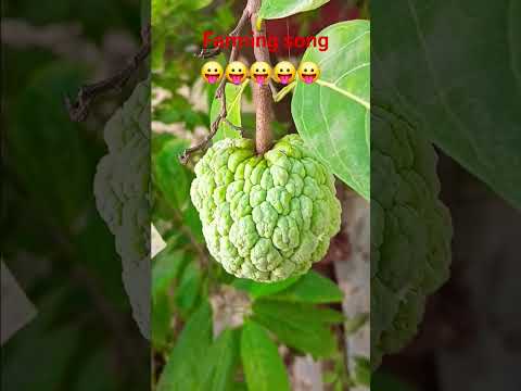 Punjabisong F Song Slowedandreverb Sarifa