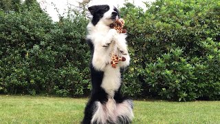 Rory the Border Collie - Tricks 2019 by Rory the Quirky Border Collie Tricks 54,978 views 4 years ago 10 minutes, 51 seconds