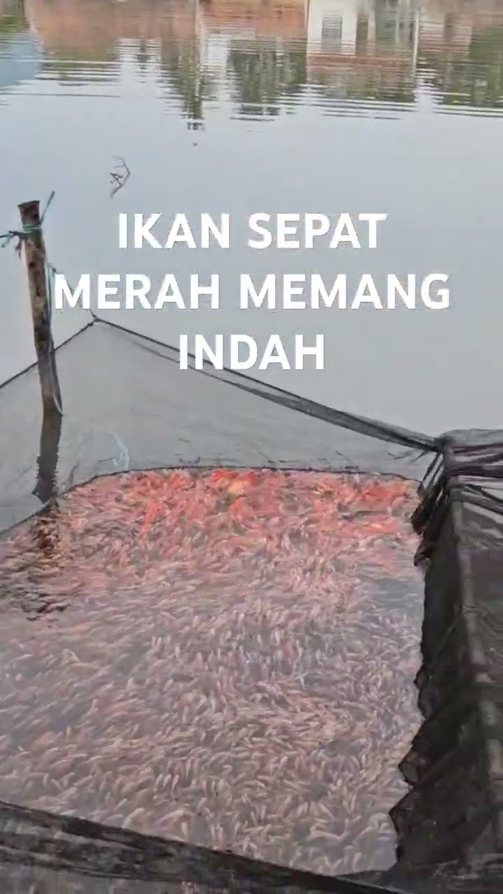 Pedesaan Penghasil Ternak Ikan
