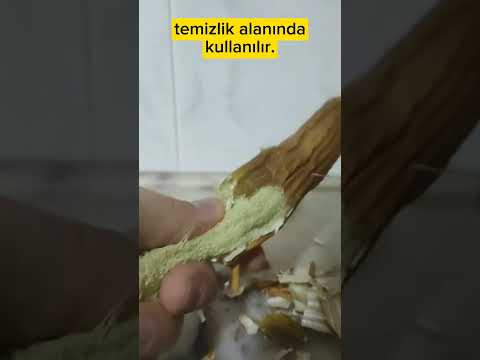 Lif Kabağı