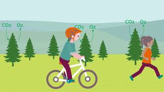 The Forestry Industry and Supply Chain