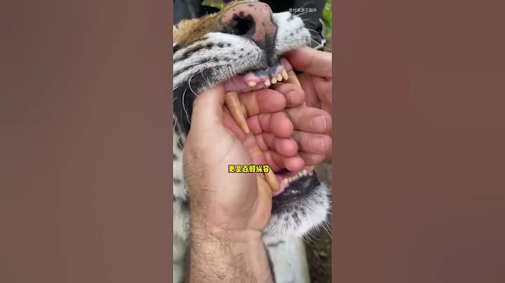 俄羅斯夫妻收養了一隻小老虎，在其精心呵護下變得調皮又黏人 - 天天要聞