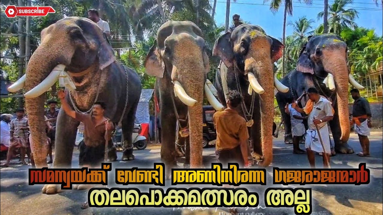 തലപൊക്കമത്സരം ❌  അല്ല.. സമന്വയക്ക് വേണ്ടി  അണിനിരന്ന 4 ഗജവീരന്മാർ ✅