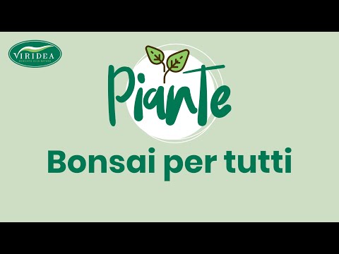 Bonsai Per Tutti Youtube