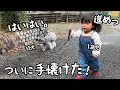 【あの狂犬が…】誰にも懐かない小型犬をすんなり従え散歩までしちゃう1歳児がすごすぎました!|グレートピレニーズ&オールドイングリッシュシープドッグ&トイプードル