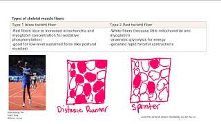 Type 1 and Type 2 fibers | MSK | Step 1 Simplified