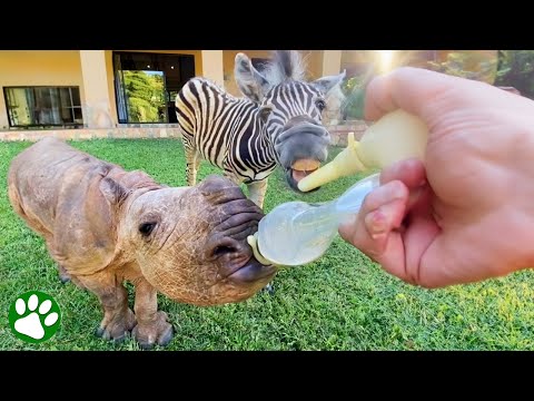 Außergewöhnliche Freundschaft zwischen Nashorn und Zebra