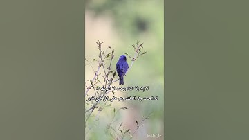 ( إن المسلمين والمسلمات والمؤمنين والمؤمنات)تلاوة خاشعة جميلة/طبيعة وطيور(سبحان الله وبحمده