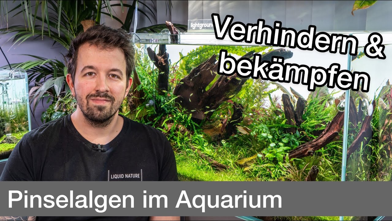 Was tun gegen Pinselalgen? Rotalgen bekämpfen (Pinselalgen & Bartalgen) | Liquid Nature