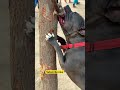 पुच्चू #vs#shorts#dogshorts#pitbull#dogtraining#americanbully#dog#labrador#ytshorts#k9#comedy #feed