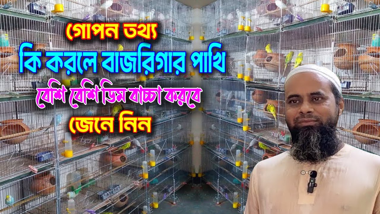 মিস করবেন না! বাজরিগার পাখির ডিম পাড়া থেকে বাচ্চা বড় হওয়া পর্যন্ত যত্নের সঠিক পদ্ধতি