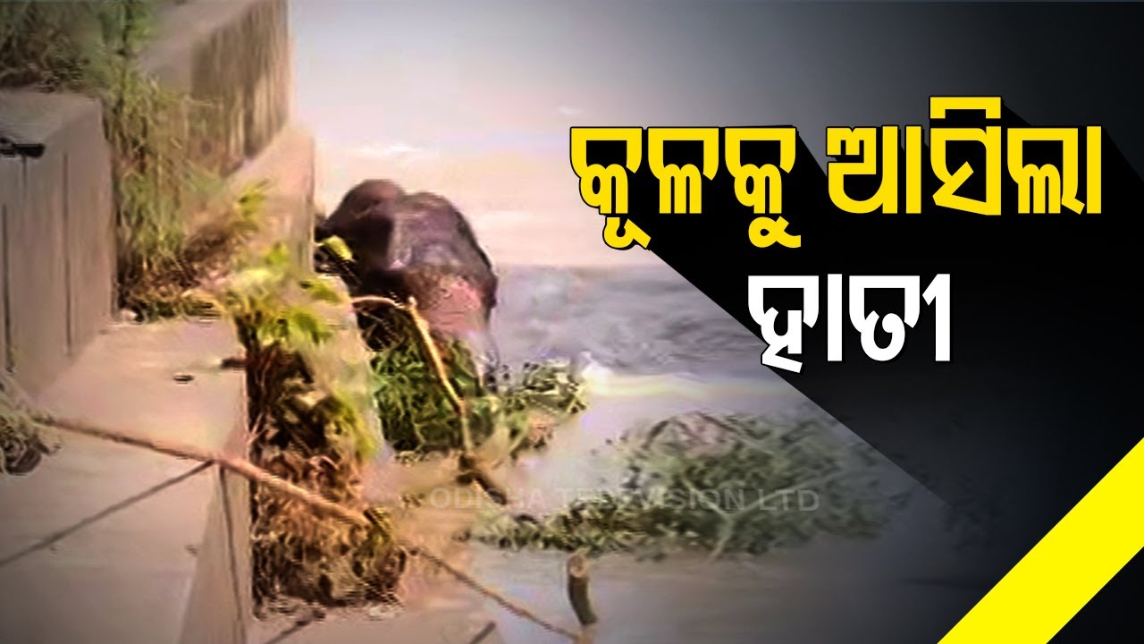 Tusker Trying To Get Out Of Mundali Barrage In Cuttack