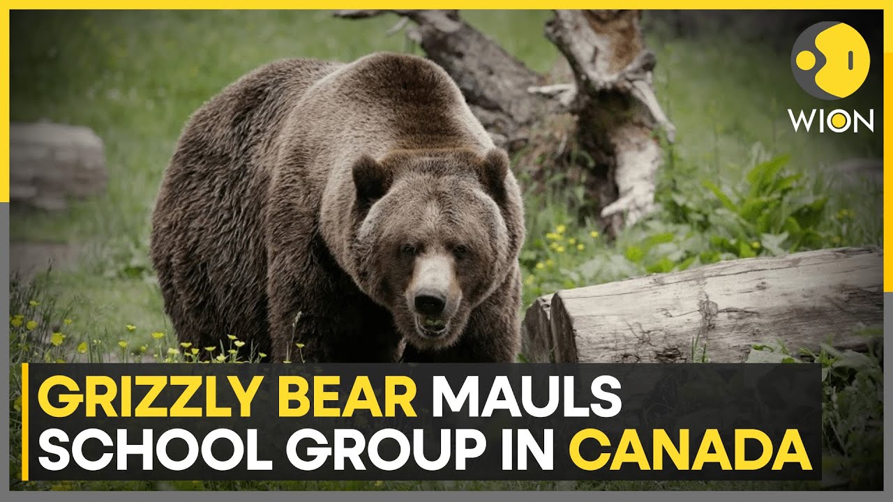 Grizzly Bear Attacks School Group in Remote Canadian Wilderness, Injuring 4 | WION