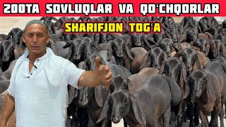 200ta Sovluq va Qoʻchqorlar,Sharifjon Togʻada Arzon Shoshiling