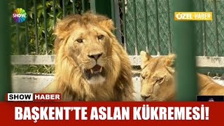 Başkent'te aslan kükremesi!