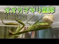 【昆虫飼育】オオカマキリが産卵しました。