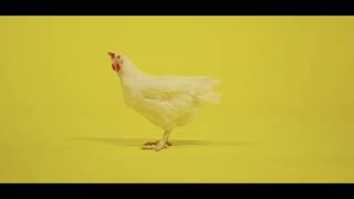 Wilco Chicken