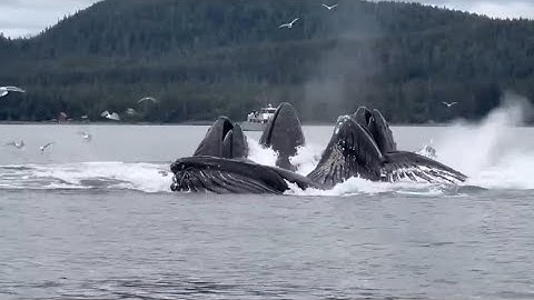 MOMENTOS NA NATUREZA QUE ACONTECEM UMA VEZ EM UM BILHÃO